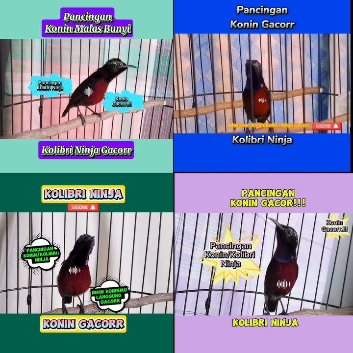 Pancingan Koloni Kolibri Ninja/Konin Paling Ampuh Untuk Konin Bahanmu Dijamin Langsung Nyaut.
