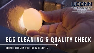 Egg Cleaning & Quality Check