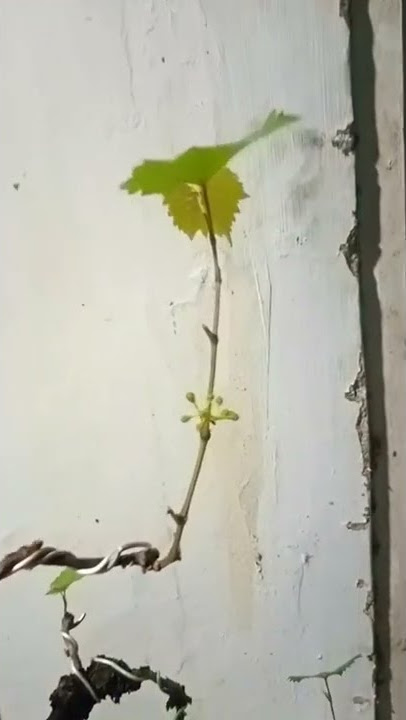Bonsai anggur berbuah istimewa