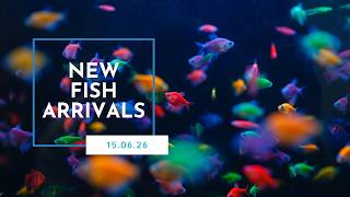 New Fish Stock 15-06-2026 | Swarada Aquatics Private Limited | New Arrivals | Freshwater Aquarium