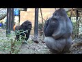 モモタロウ怒る‼︎ 3⭐️ゴリラ  gorilla【京都市動物園】Father gorilla momotaro got angry 3