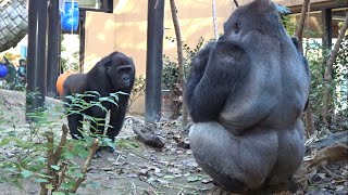 モモタロウ怒る‼ 3⭐ゴリラ  gorilla【京都市動物園】Father gorilla momotaro got angry 3