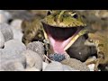 Frog hunts emerging damselflies / Frosch jagt schlüpfende Kleinlibellen