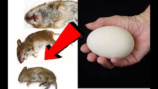Как С 1 раза избавиться от Мышей и Крыс