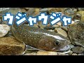 【福島渓流釣り】岩魚うじゃうじゃの渓で釣りまくり！ ~Japan Keiryu Fishing~