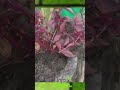 Arreglo de Planta dracena verde, planta amaranto rojo