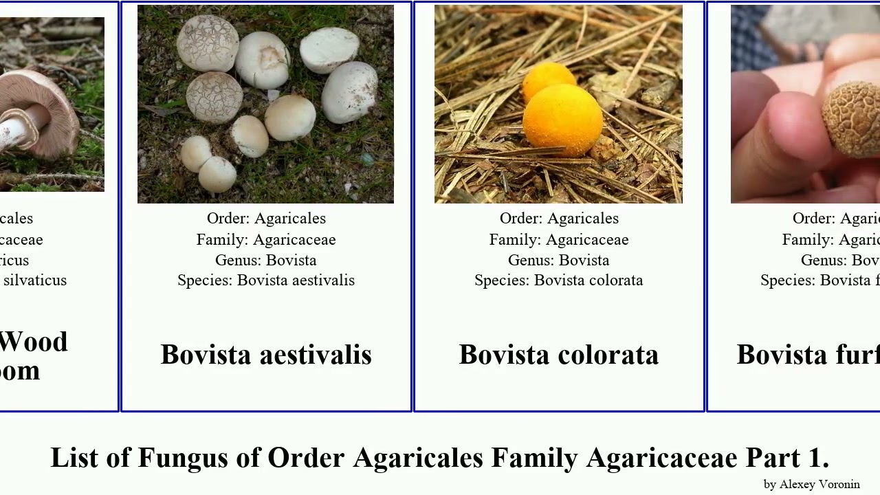 List of Fungus of Order Agaricales Family Agaricaceae Part 1. agaricus calvatia bovista common