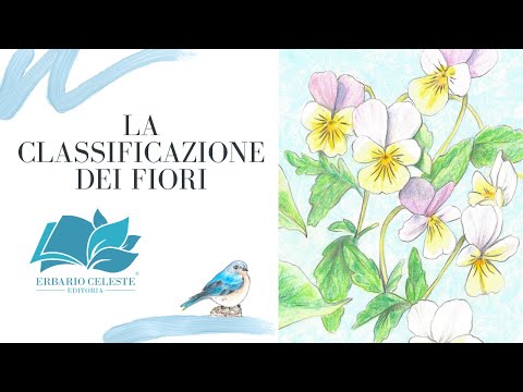 Video: Il Trasportatore Di Zucchero SWEET10 Agisce A Valle Di LOCUS T FIORENTE Durante La Transizione Floreale Di Arabidopsis Thaliana