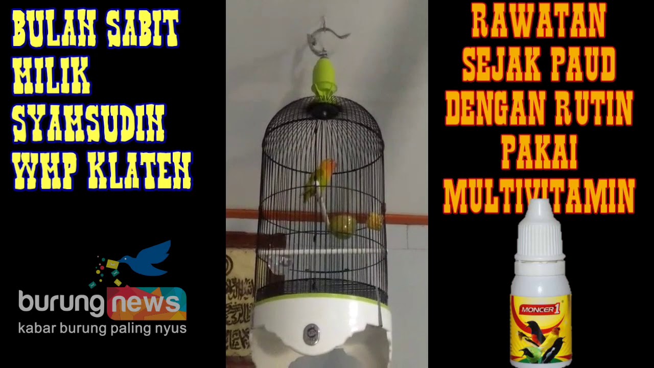 Moncer1 Love Bird Bulan Sabit Milik Samsudin Wmp Klaten Youtube