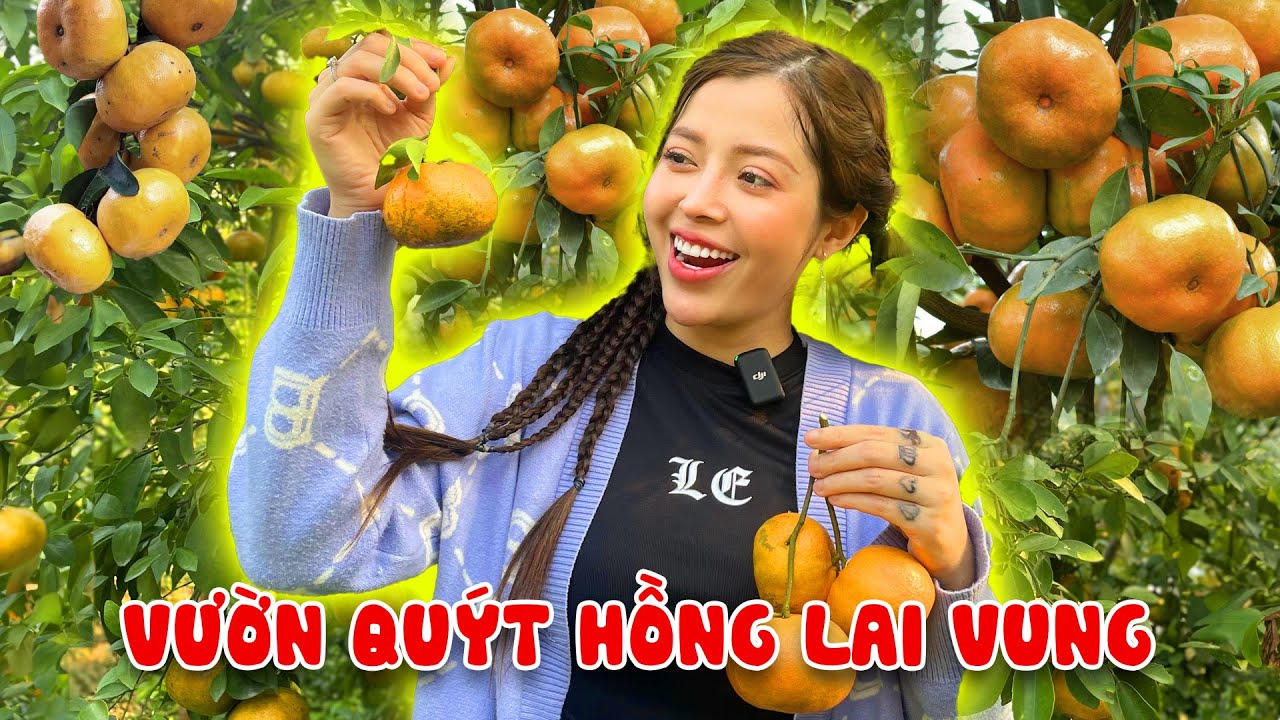 Về Quê Du Xuân Đi Vườn Trái Cây Quýt Hồng - Lai Vung I Linh Barbie Vlog