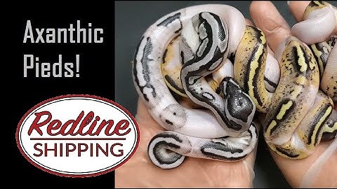 Pastel VPI Axanthic Pied