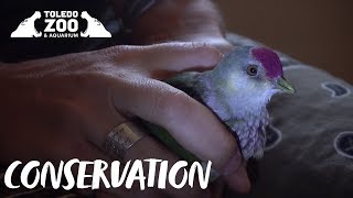 Many-colored Fruit Dove | Toledo Zoo Conservation
