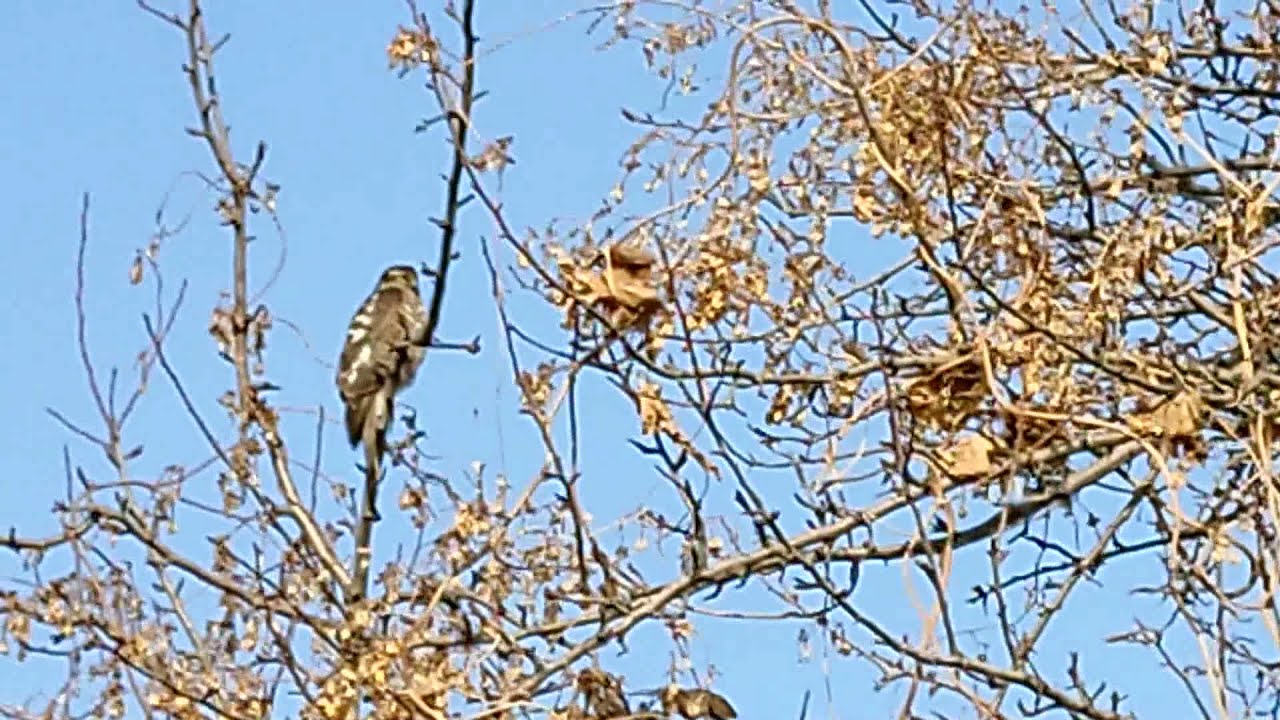 Бакланы в городе!