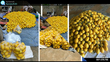 Dưa Lê Hàn Quốc Charming VA.008 | Công Ty TNHH Phát Triển Nông Nghiệp Việt Á