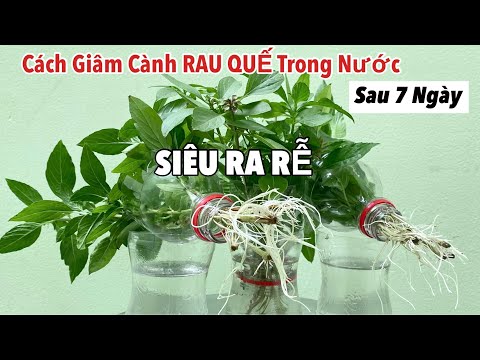 Video: Mẹo Trồng Cây Húng quế Trong nhà