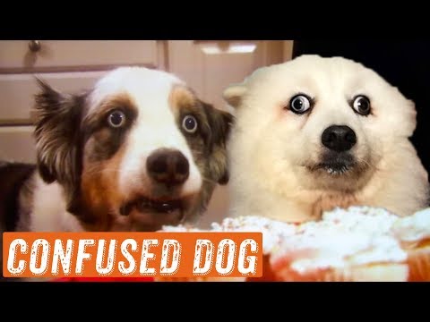 funniest-confused-dog-moments-|-9/2018