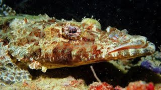 Crocodile fish.