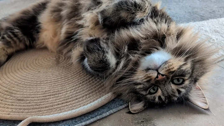 Video 11253991: norwegian forest cat, forest cat living