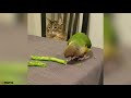 Chilled out cat cosies up with reptiles