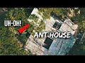 The Concerning Thing About the New Ant House