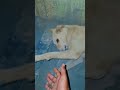 ​#FunnyDogs #DesiHumor #DogLovers #ComedyIndia #LazyDog #StreetDogsOfIndia #FunnyVideos #PetMemes