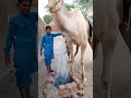 يمشي في الصحراء حافي القدمين وهو يحمل قنينة ماء فارغة في يده اليمنى يمشي في الصحراء حافي القدمين وهو يحمل قنينة ماء فارغة في يده اليمنى