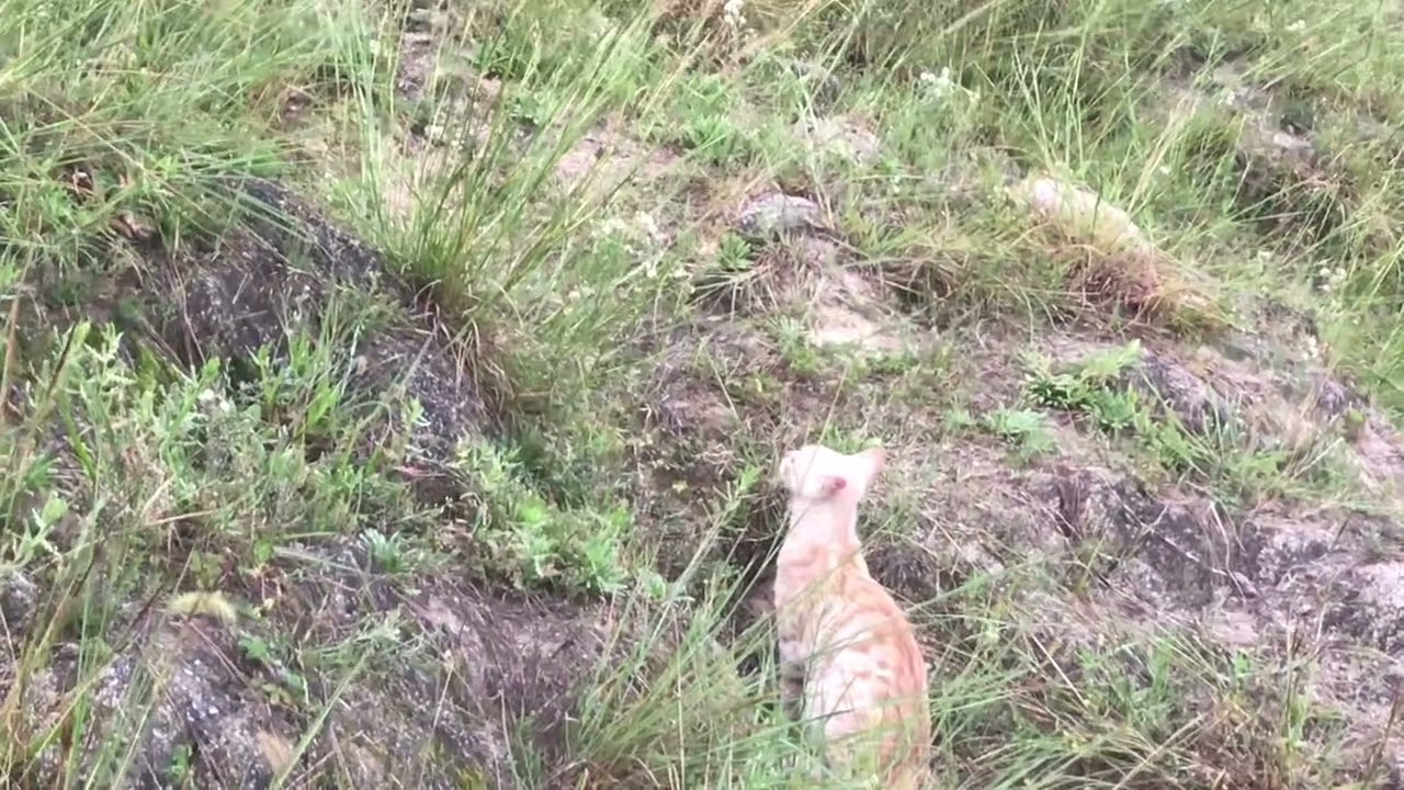 My kitty is trying to catch butterfly 