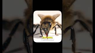 The Military Is Now Training Bees… And It Actually Works! 🐝