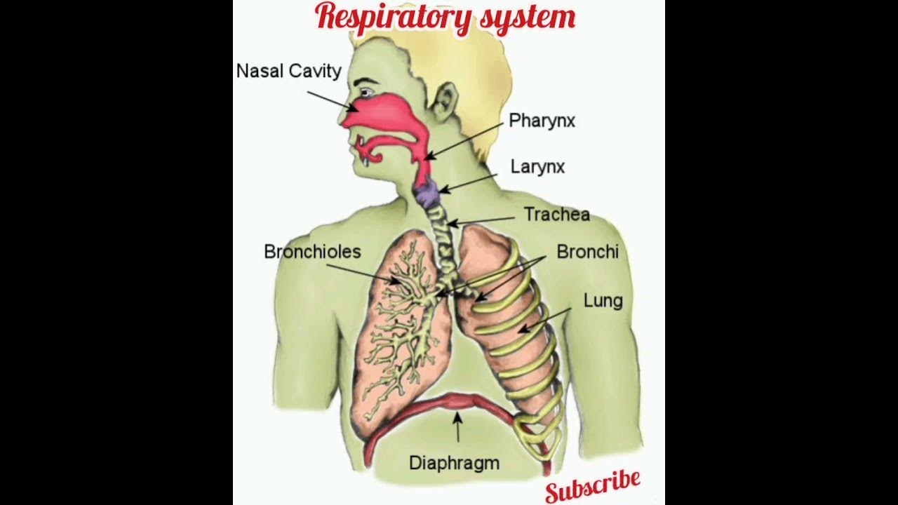 Upper respiratory system. Respiratory system is. Дыхательная система человека. Respiratory system is. Дыхательная система человека на английском.