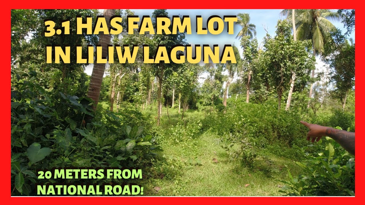31000 sqm Farm Lot for Sale in Liliw Laguna (Lot Code 2393)