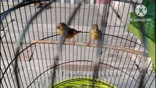 cara rawatan red siskin paud