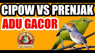 Adu Gacor Cipow vs Prenjak Atas Kepala Merah