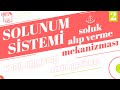 Solunum Sistemi #2 | Soluk Alıp Verme Mekanizması | 11. Sınıf AYT Biyoloji