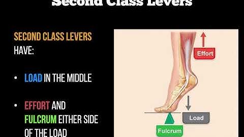 Biomechanics - Levers