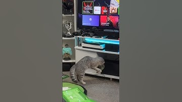 My cats addicted to Xbox #gaming