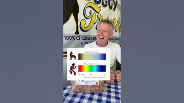 Thumbnail of ARE DOGS COLOR BLIND?