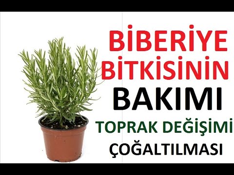 Video: Bir Apartman Dairesinde Biberiye Yetiştirmek: Dikim, Bakım Ve Diğer Nüanslar