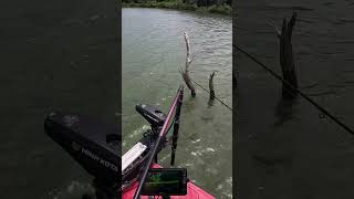 That’s NOT a crappie next to that tree! #crappiefishing #follow #shorts