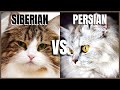 Siberian Cat VS. Persian Cat の動画、YouTube動画。