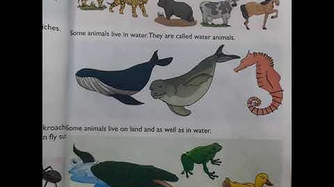 Ecps class 1 E.V.S Chapter 12 Animals I see part 5