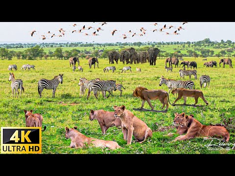 Video: Zona de conservare Ngorongoro: Ghidul complet