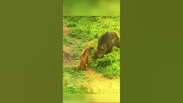 Jabali Vs Perro La Pelea Que Nadie Quería 