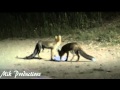 Foxes and Foxes  ( Zorros y Zorras de CanCanyameras) (sentmenat BCN)