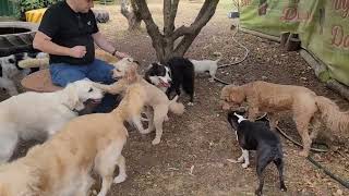 Thursday Pack - 29.02.2024 - Doggy Daycare Warrnambool by Doggy Daycare Warrnambool 339 views 2 months ago 3 minutes, 15 seconds