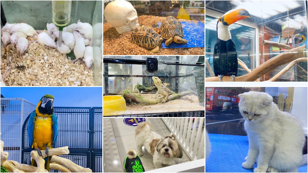 Al warsan pet marketDubai YouTube