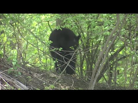 Bear sightings are