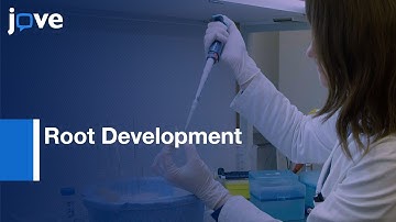 TRAP to Investigate Root Development | Protocol Preview