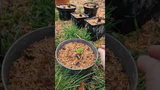 Prin grădină în Scoția - poteca izvorului, căpşuni, afini şi mai multe - creştem mâncare, nu gazoane
Thank you for watching and listening!
This was recorded on the 9th of April, 2026, in SW Scotland.
Grow food, not lawns.
The wasabi plant came from The Wasabi Company.
A reminder that my books are available at the link below (and on Amazon), in case youre interested in reading.
https://crinalcristea.gumroad.com/
We have a few hundreds of hazel saplings to go out bareroot this spring. Please message me if you are interested in buying some.
We are based near Wigtown/Port William, in SW Scotland.
The English & Chinese bilingual special edition of Miss Camelia and the Hugelkultur Mound is £30 (packing and postage to the UK is included). The pricing might increase in the future, depending on printing and postage costs.
For special edition print orders, contact me at
crinalcristea@gmail.com
The ebook bilingual edition is available online for £2.99
https://www.amazon.co.uk/dp/B0DH8JF61F
The regular English edition is available here for £7.99
https://www.amazon.co.uk/Miss-Camelia-Hugelkultur-Mound-Found/dp/B08D4RPJSX/
_
BASIL AND THE WALTZ OF COLORS is available now in hardcover and digital formats here:
https://www.amazon.com/BASIL-WALTZ-COLORS-Crina-Ludmila-Cristea/dp/B09NRFYPS5
A British edition is also available here.
https://www.amazon.co.uk/gp/product/B0B6XQBG91/
https://crinalcristea.gumroad.com/l/BASIL_AND_THE_WALTZ_OF_COLOURS_BRITISH_EDITION
Some of my other books:
Miss Camelia:
https://www.amazon.co.uk/dp/B08D4RPJSX
Whispers:
https://www.amazon.co.uk/gp/aw/d/B07Q6Q49Z3/
If you require help with making your book(s) a reality, do contact me - I provide other writers, too, with my design and formatting services.
My website:
https://lilybloomwriter.wixsite.com/officialwebsite
Instagram:
https://www.instagram.com/crinaludmilacristea/
If you enjoy my videos, you can now buy me a coffee, if you wish to do so:
https://www.buymeacoffee.com/crinalcristea
paypal.me/CrinaCristea Prin grădină în Scoția - poteca izvorului, căpşuni, afini şi mai multe - creştem mâncare, nu gazoane