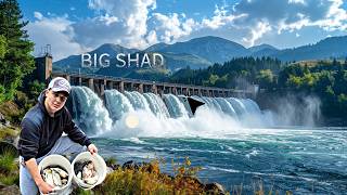 ultimate shad fishing Bonneville BIG FISH!!!