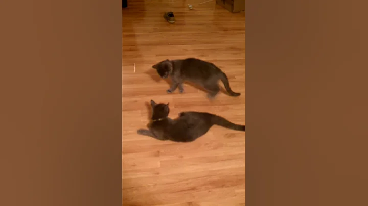 Cat fight!